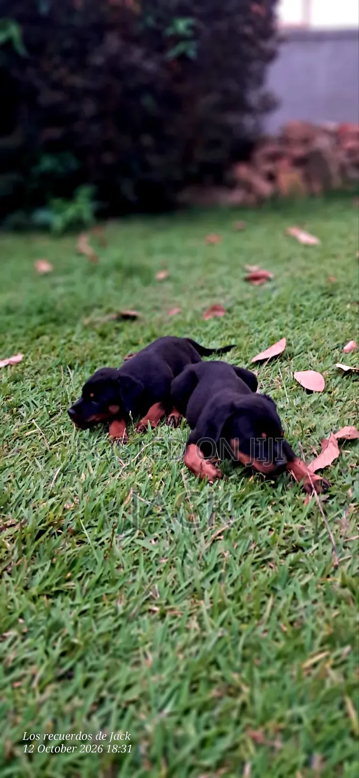 1-3 months Male Purebred Rottweiler