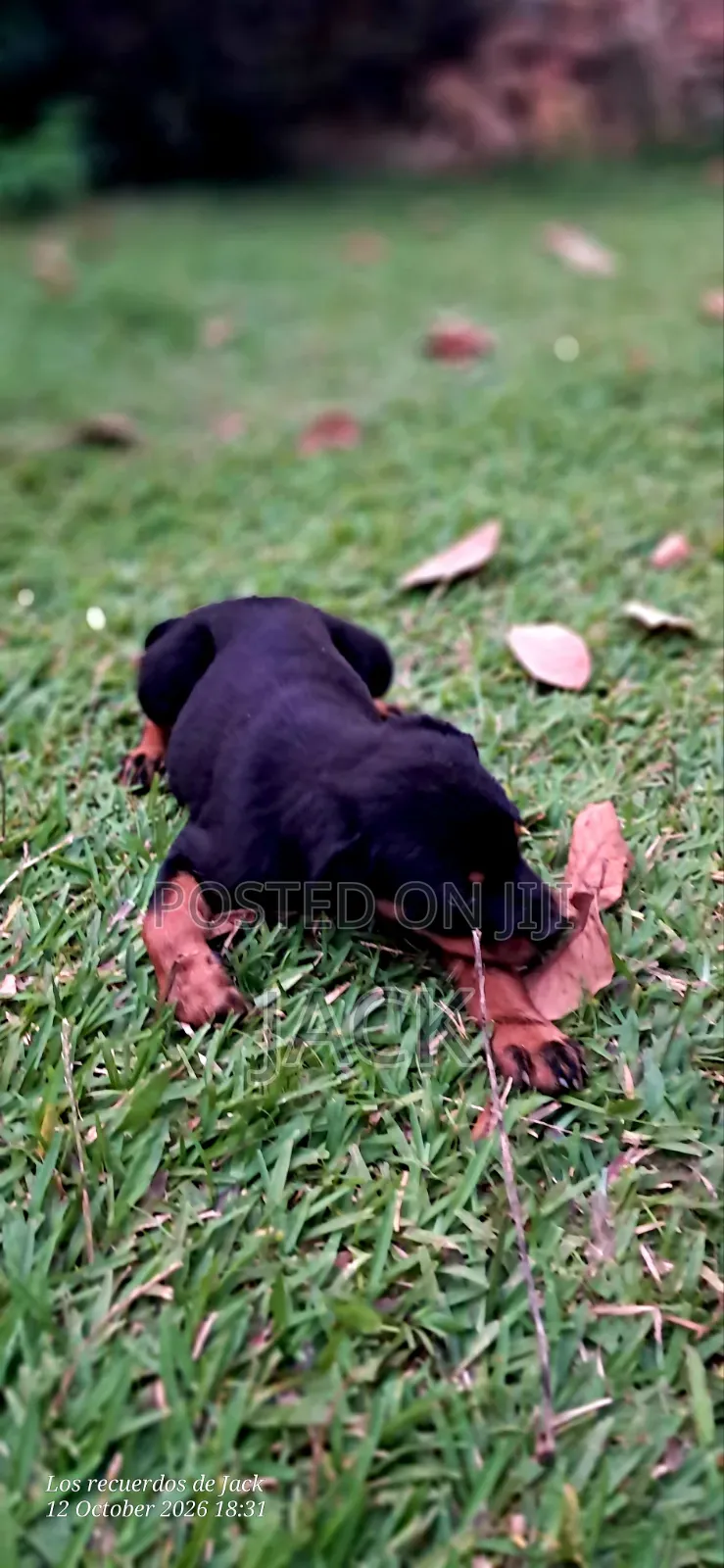 1-3 months Male Purebred Rottweiler