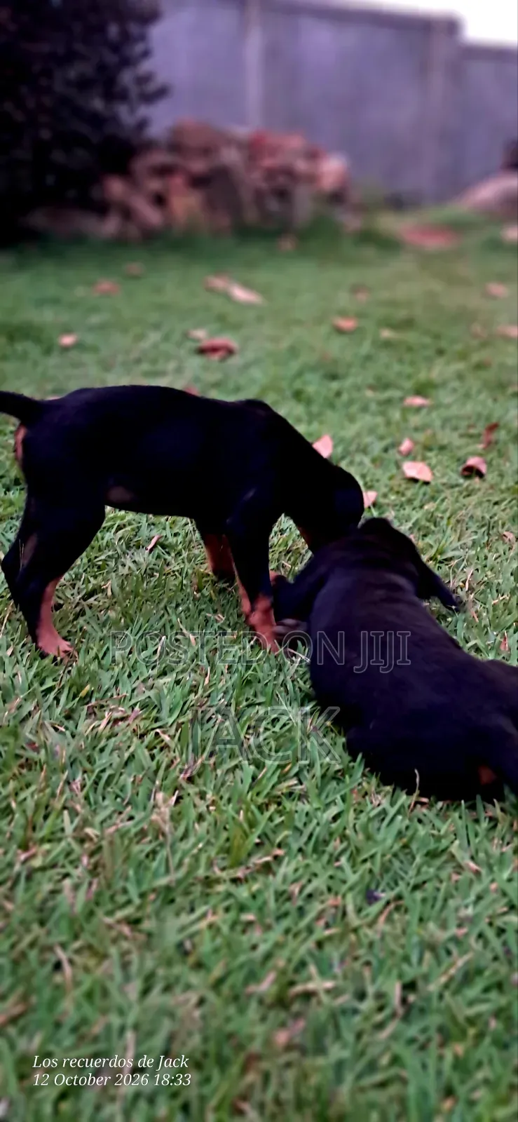 1-3 months Male Purebred Rottweiler