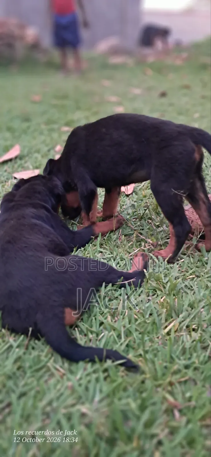 1-3 months Male Purebred Rottweiler