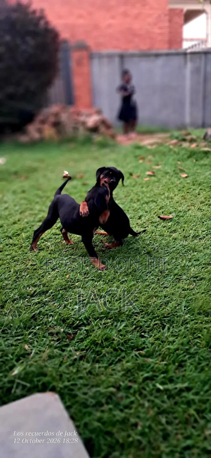 1-3 months Male Purebred Rottweiler
