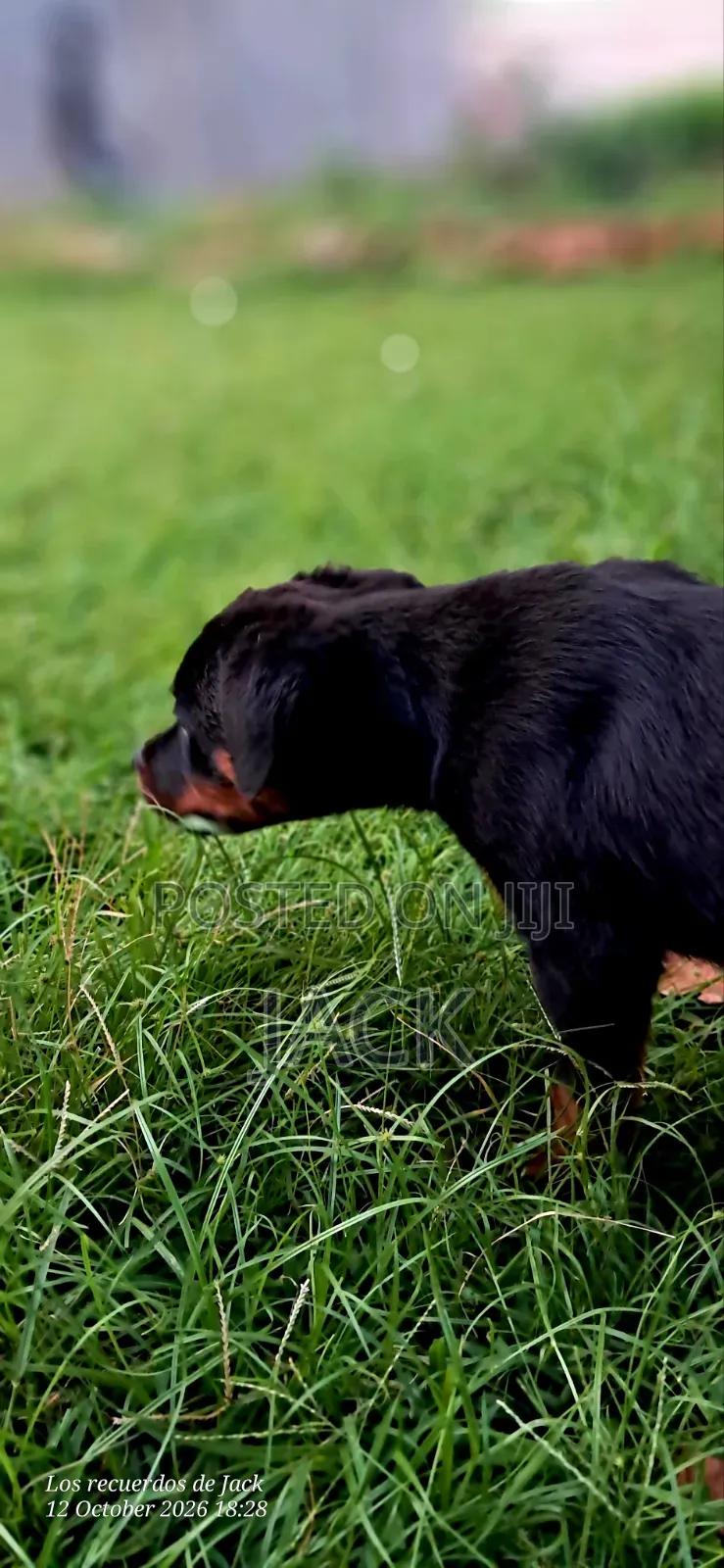1-3 months Male Purebred Rottweiler