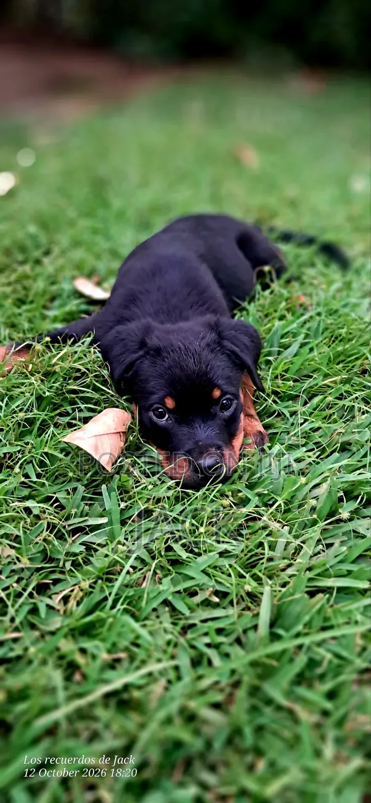 1-3 months Male Purebred Rottweiler