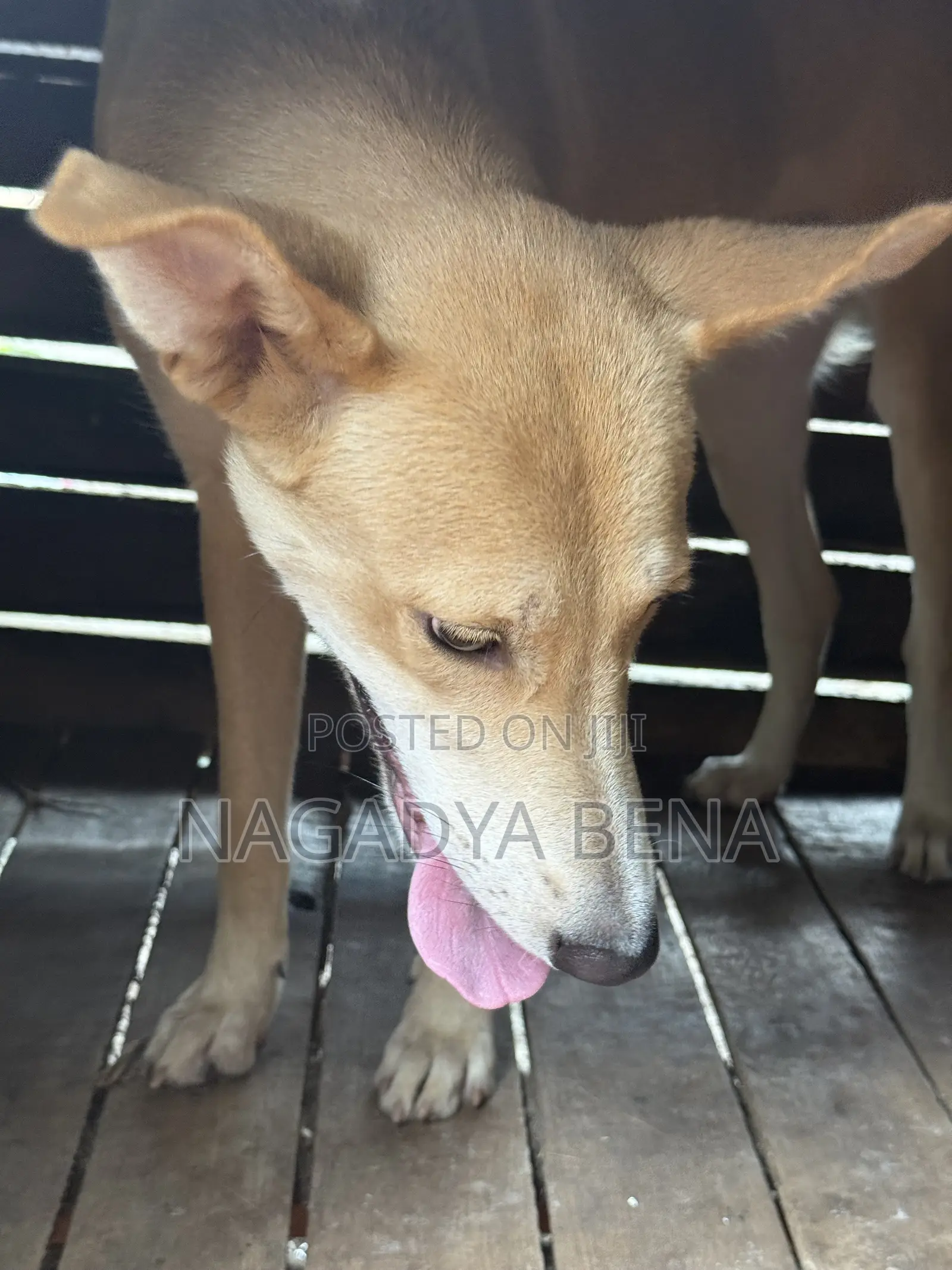 6-12 months Male Mixed Breed Dog