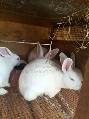 New Zealand White Rabbits