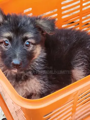 1-3 months Female Purebred German Shepherd