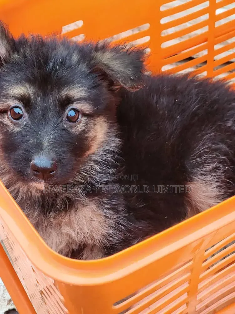 1-3 months Female Purebred German Shepherd