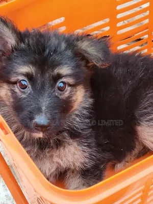 1-3 months Female Purebred German Shepherd