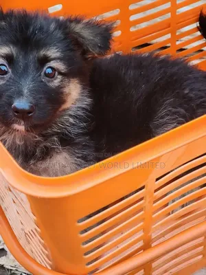 1-3 months Female Purebred German Shepherd