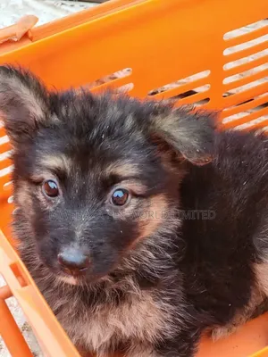 1-3 months Female Purebred German Shepherd