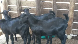 Bucks of Mubende Goat