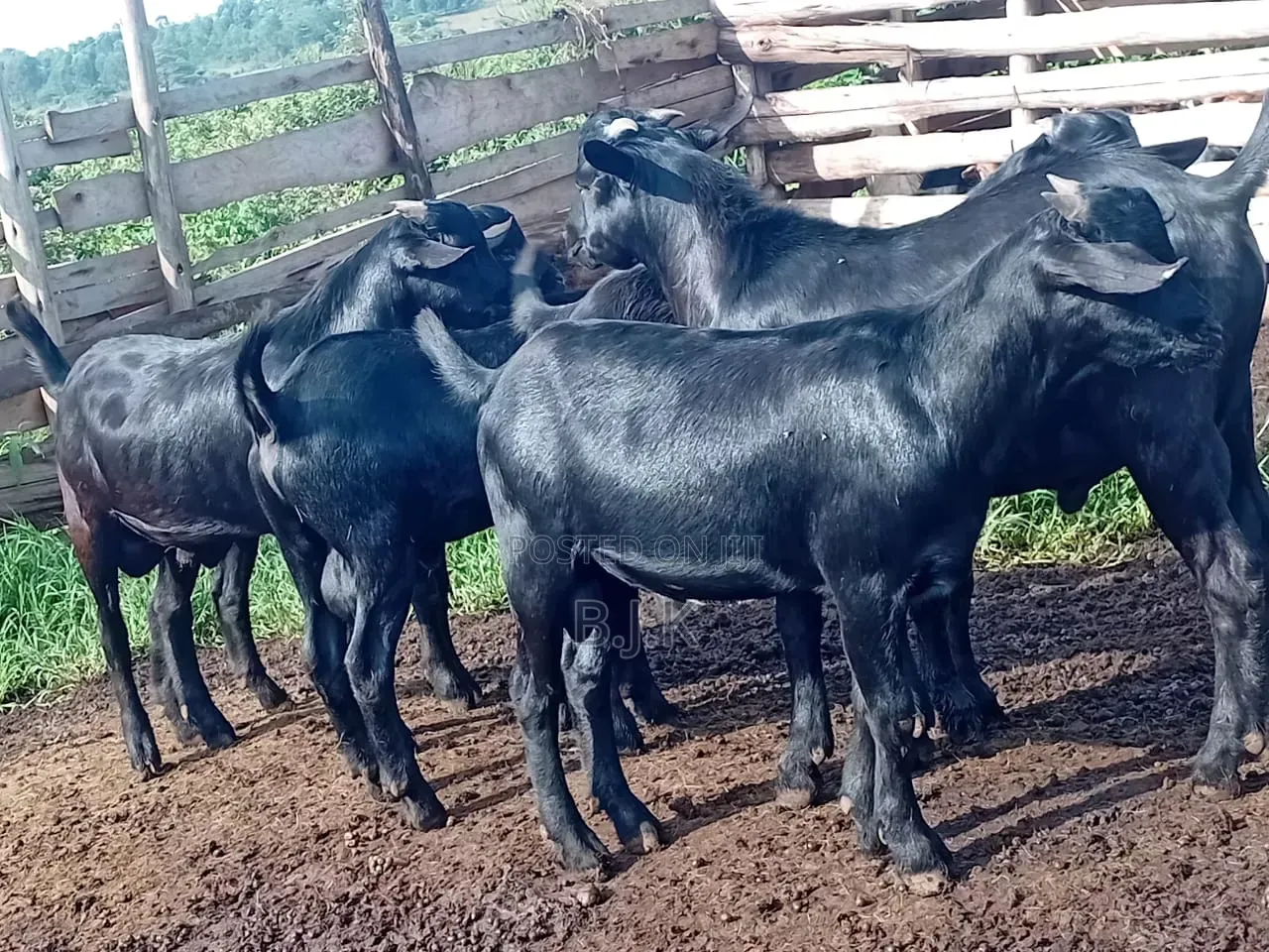 Bucks of Mubende Goat