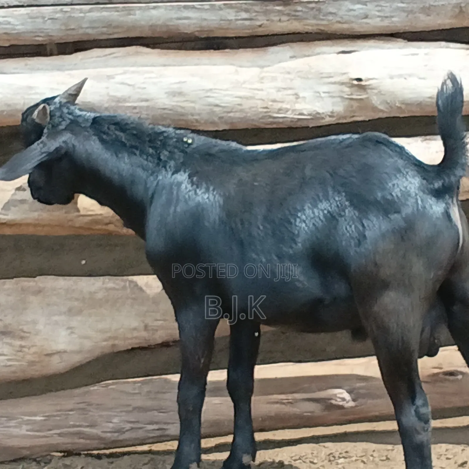 Bucks of Mubende Goat