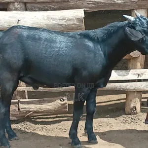 Bucks of Mubende Goat