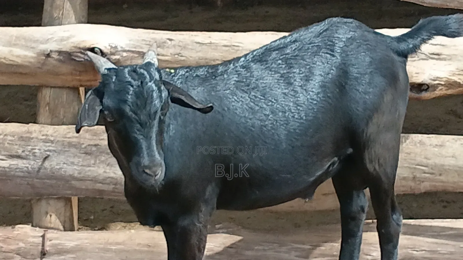 Bucks of Mubende Goat