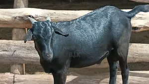 Bucks of Mubende Goat