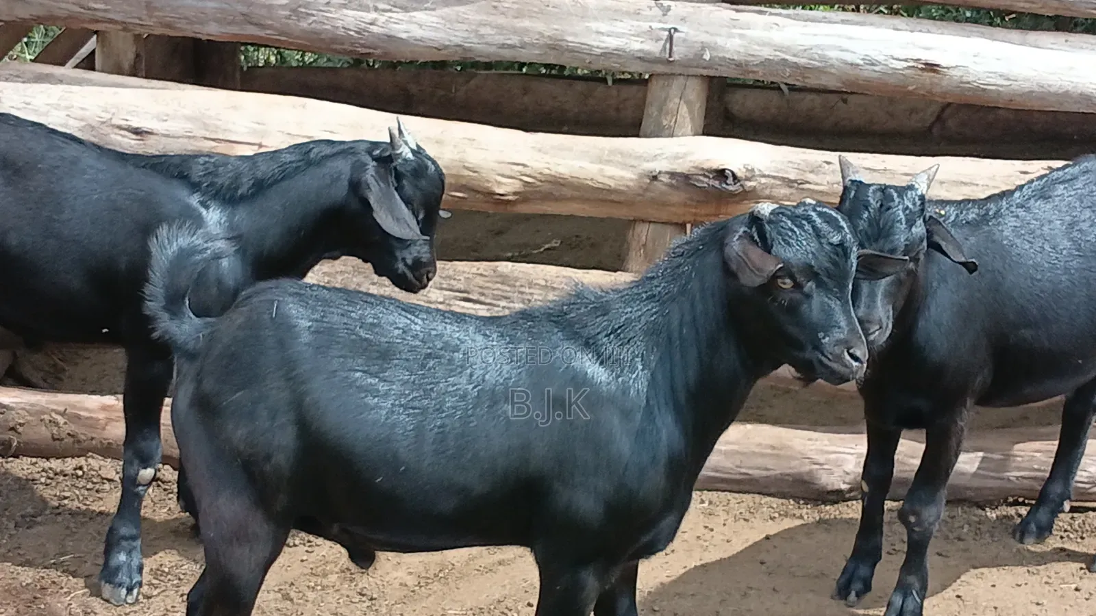 Bucks of Mubende Goat