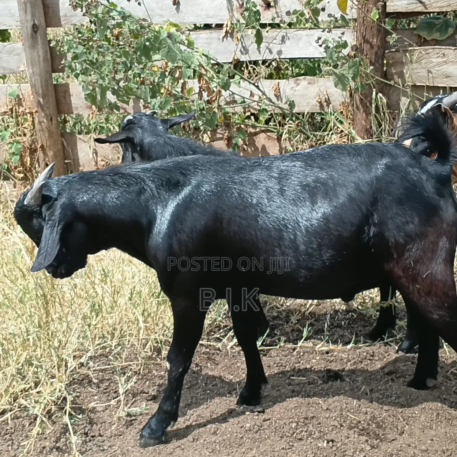 Bucks of Mubende Goat