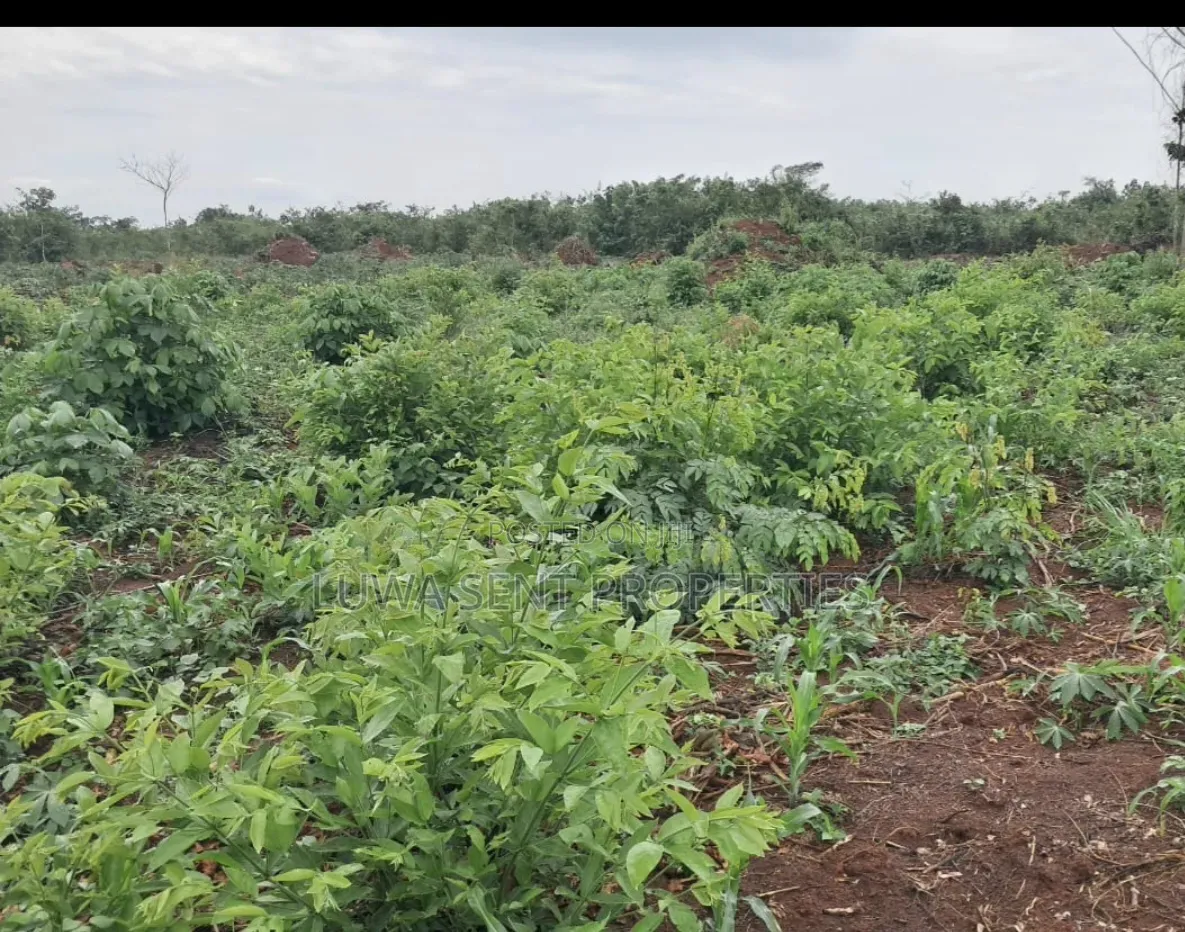 200 Acres for Sale Nakaseke Kakoge Private Mailo Land
