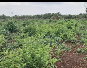 200 Acres for Sale Nakaseke Kakoge Private Mailo Land