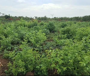 200 Acres for Sale Nakaseke Kakoge Private Mailo Land