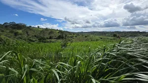 200 Acres for Sale Nakaseke Kakoge Private Mailo Land