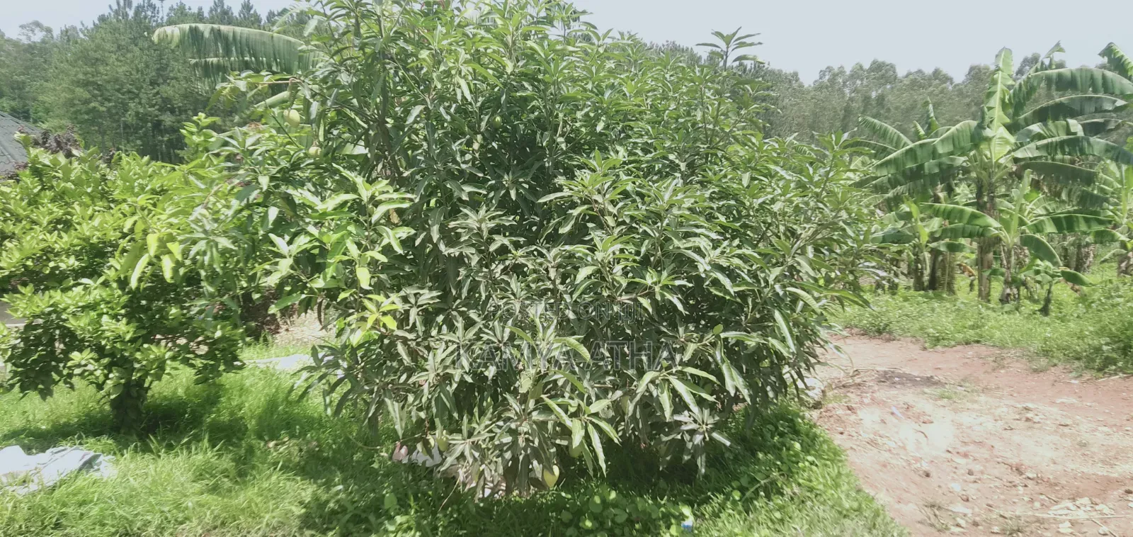 Land for Sell in Matugga Buwambo Road .