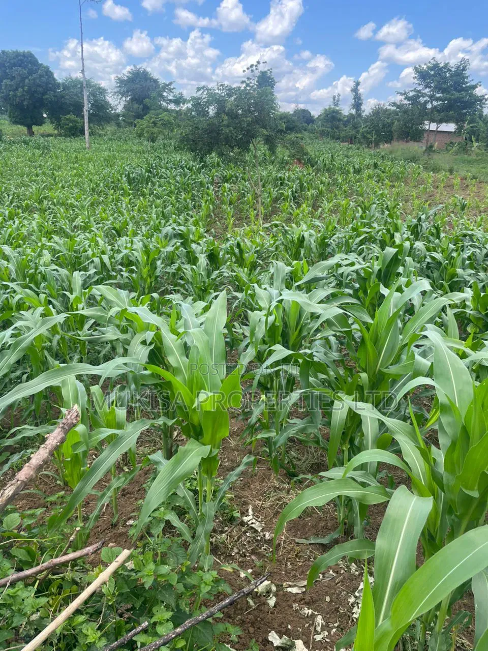 Plots for Sale