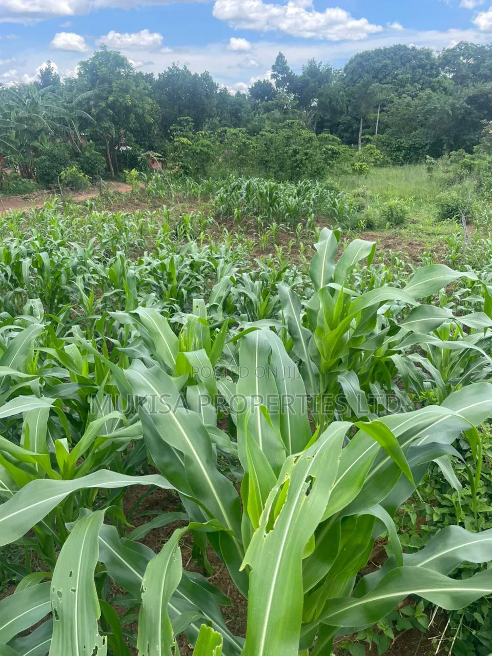 Plots for Sale