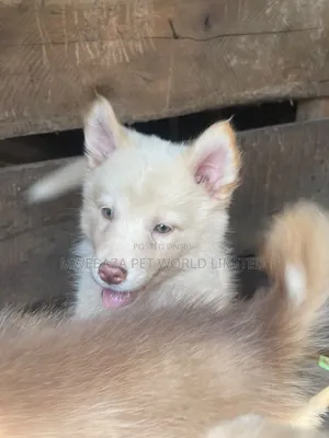 1-3 months Male Purebred Siberian Husky