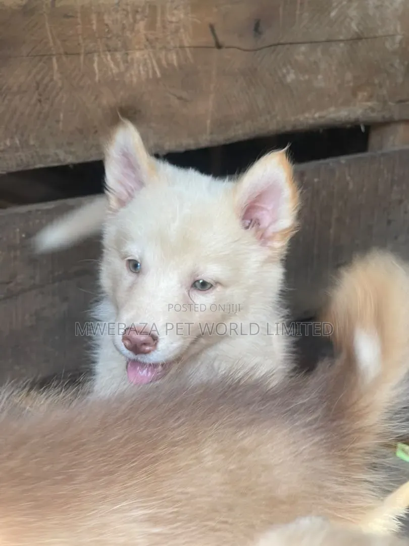 1-3 months Male Purebred Siberian Husky
