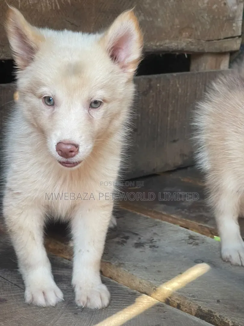1-3 months Male Purebred Siberian Husky
