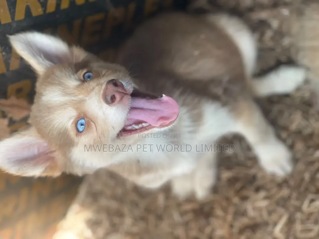 1-3 months Male Purebred Siberian Husky