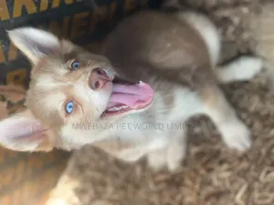 1-3 months Male Purebred Siberian Husky