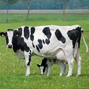 Fresh Milk