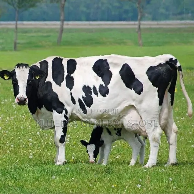 Fresh Milk