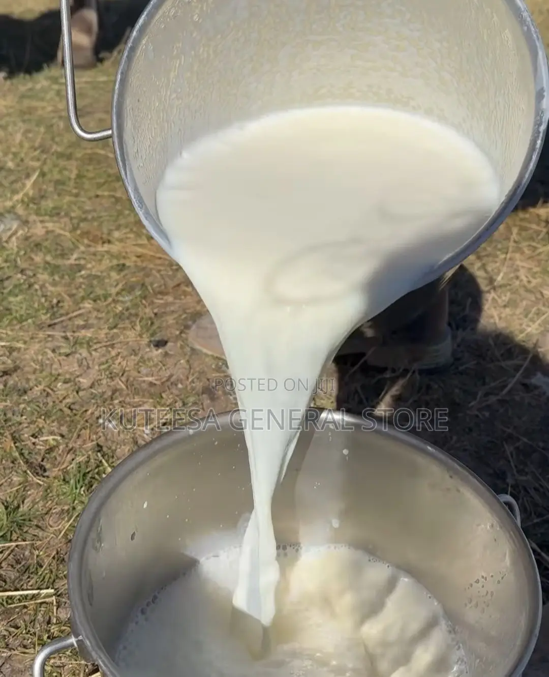 Fresh Milk