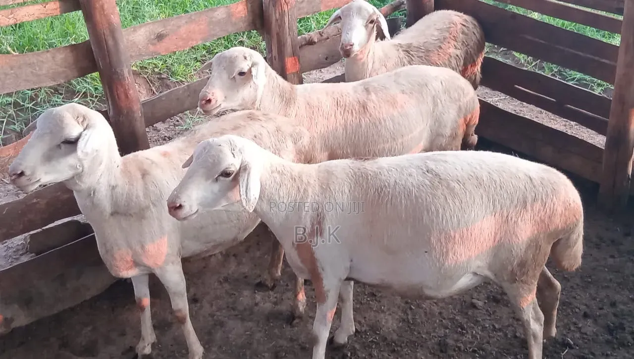White Suffolk Sheep Females All( Pregent) Good at Meat Production