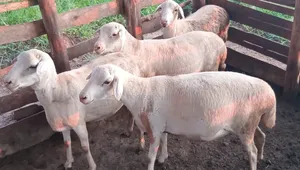 White Suffolk Sheep Females All( Pregent) Good at Meat Production