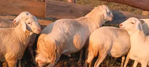 Ram White Suffolk Breed