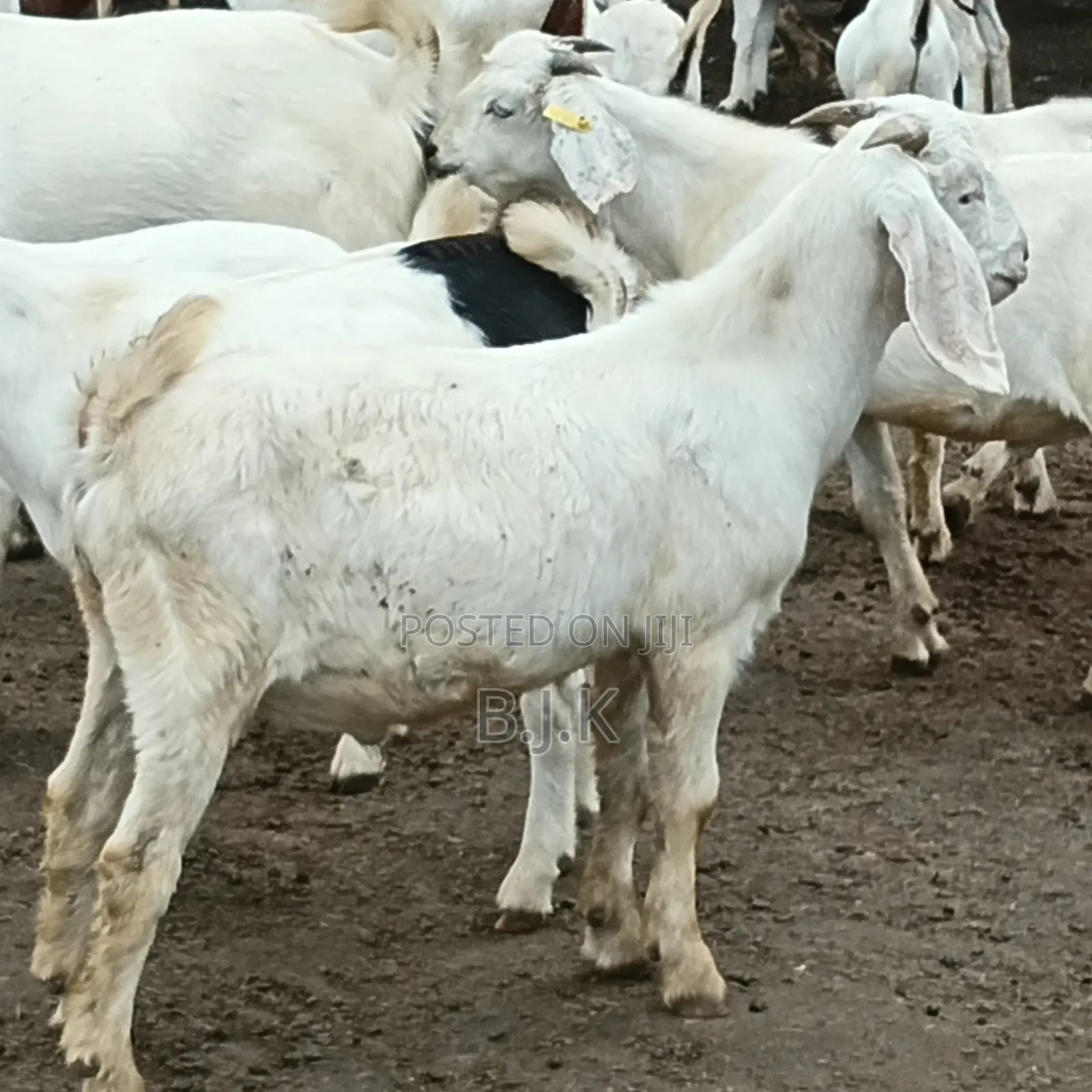 Savannah Buck for Breeding