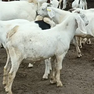 Savannah Buck for Breeding