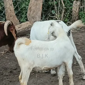 Savannah Buck for Breeding