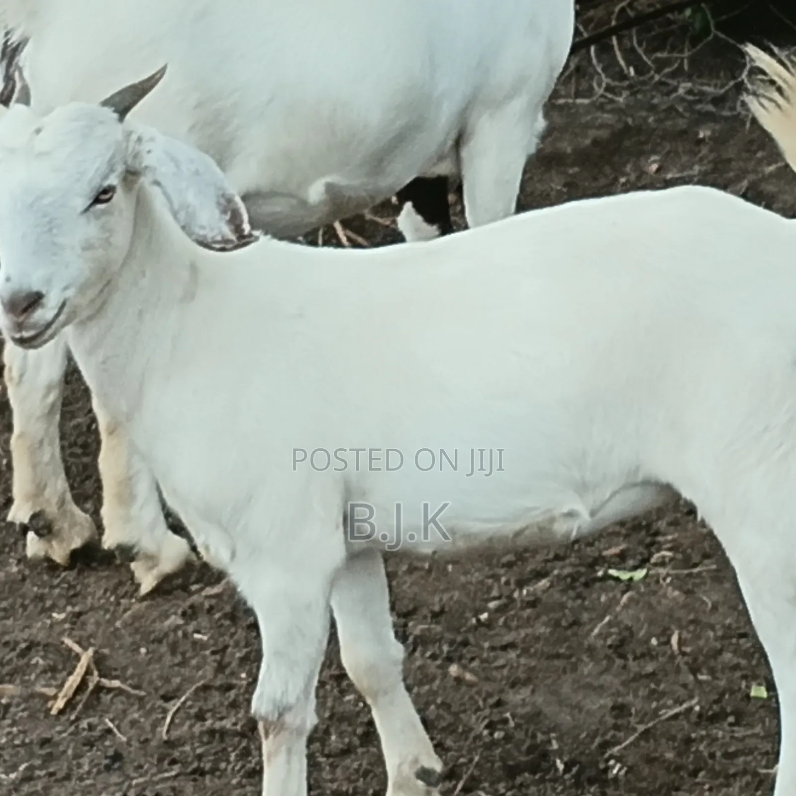 Does/Nannies Savaanah Breed