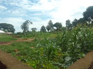 Plot for Sale 200 Meters From the Shores of Lake Victoria