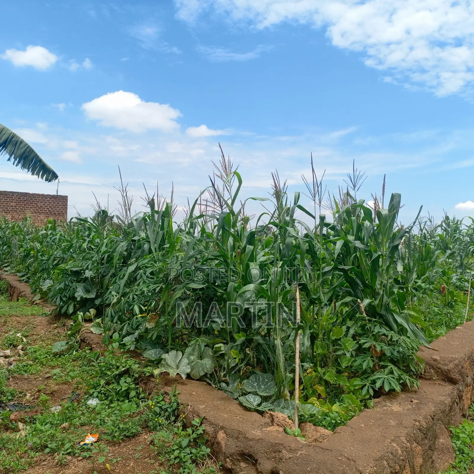 Plot for Sale 200 Meters From the Shores of Lake Victoria