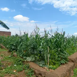 Plot for Sale 200 Meters From the Shores of Lake Victoria