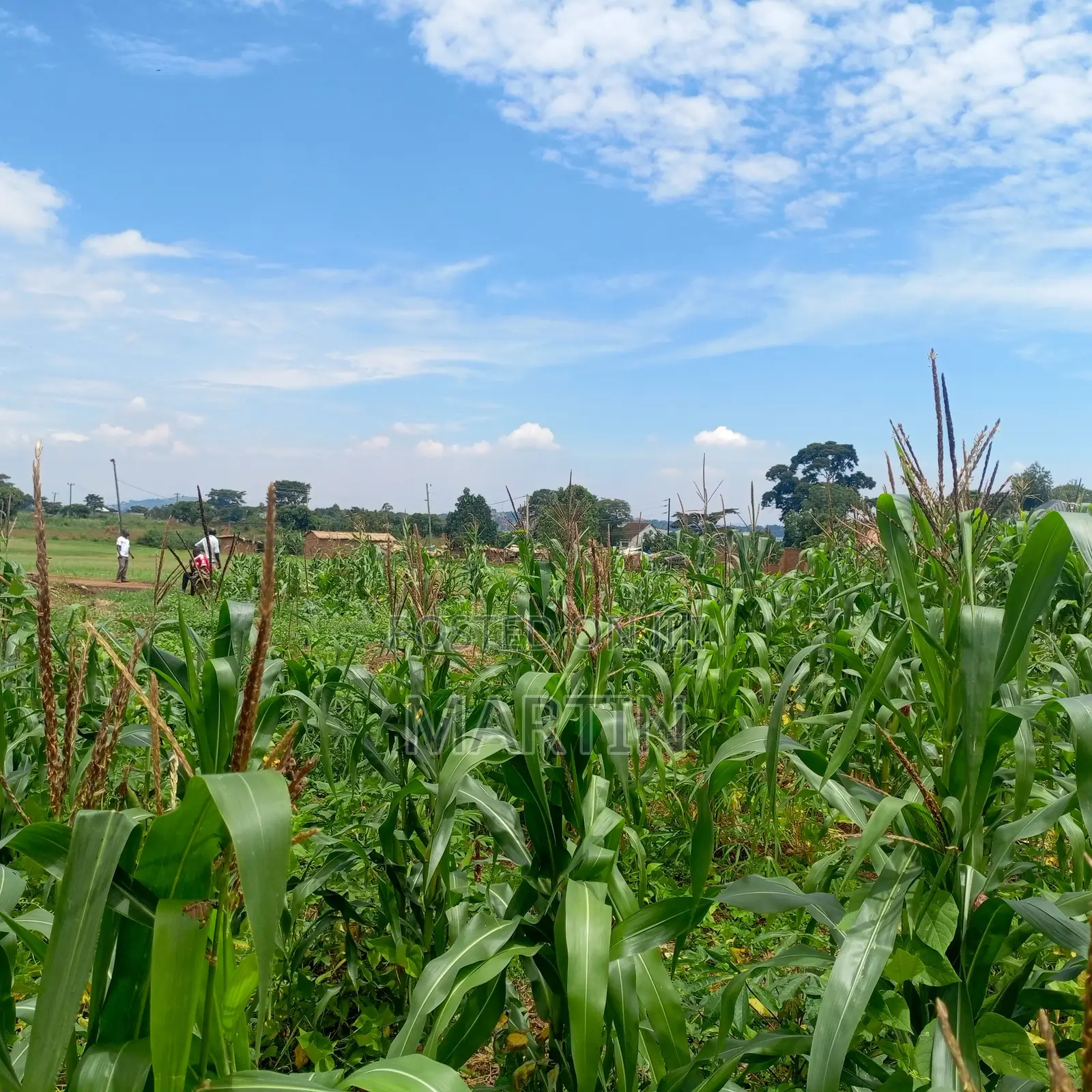 Plot for Sale 200 Meters From the Shores of Lake Victoria