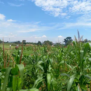 Plot for Sale 200 Meters From the Shores of Lake Victoria