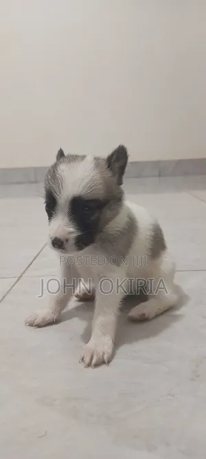 1-3 months Female Purebred Maltese